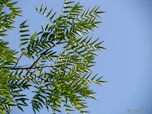 445749 (a): :2592x1944